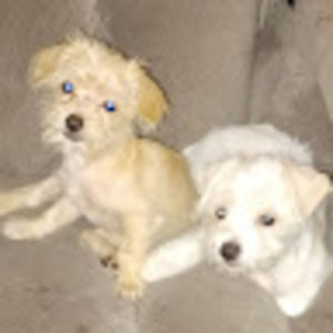 Meet your Posher, Ashlee